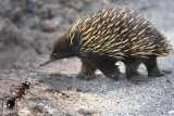 Tenth Place <br>ground...Hog...? <br>by Melbob