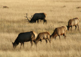 Grazing Elk