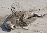 Seventh Place <br>Sand Bathing<br> by Larry