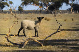 Baaaaa