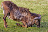 Kissing the Ground
