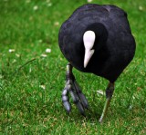 Coot