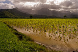 <b>Taro Field</b> by Brent