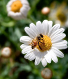 Bzzzzzzzzz