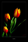 TULIPS