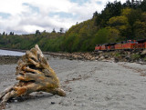 Driftwood