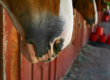 Clydesdales