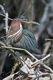 Little Green Heron