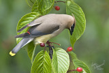 Cedar Waxwing