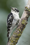 Hairy Woodpecker, Juvenile