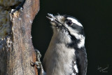 Downy At The Suet Feeder
