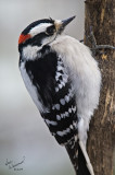 Hairy Woodpecker, Male