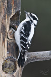 Downy Woodpecker, Female