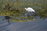 White Ibis