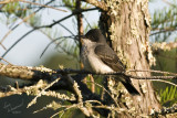 Eastern King Bird