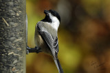 Chickadee