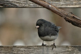 Junco