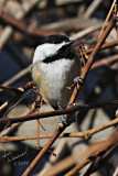 Chickadee