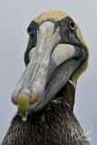 Brown Pelican