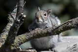 Pondering The New Bird Feeder Perhaps?