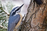 Red-Breasted Nuthatch