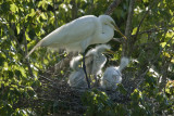 Great White Egret