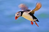 AN - Puffin 00001 