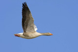  Greylag Goose (U3V8023 copy 2).