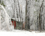 Windblown Ice Storm Damage