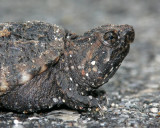 Baby Snapping Turtle