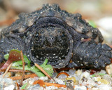 Baby Snapping Turtle