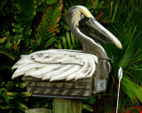 Pelican