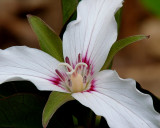 Painted Trillium