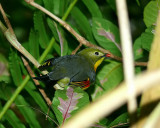 Pekin Robin