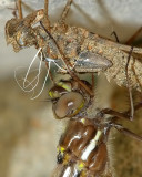 Dragonfly on Exoskeleton