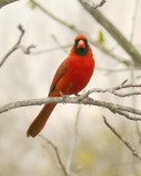 Cardinal - male