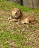 Lion - Riley