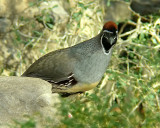 Gambels Quail