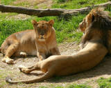 Lioness - Sala