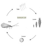 Lacewing Life Cycle