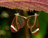 Glasswings Mating