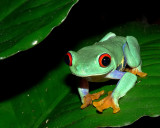 Red-Eyed Tree Frog