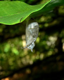 Empty Monarch Chrysalis