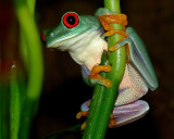 Red-Eyed Tree Frog