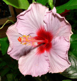 Violet & Red Hibiscus Flower