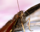 Mourning Cloak