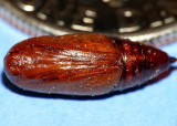 Pupa - unknown
