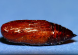 Pupa - unknown