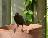 Common Grackle (m)