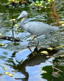 Little Blue Heron